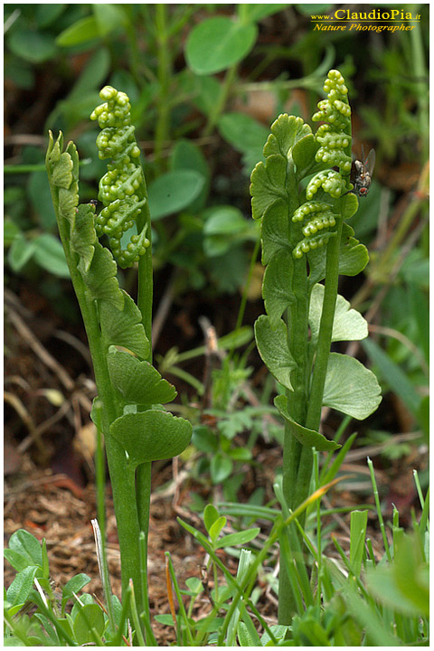 botrychium lunaria, felce, pteridofita in Alta Val d'Aveto